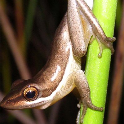 A male Wallum sedgefrog. Photo by Ed Meyer